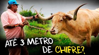 O MAIOR CHIFRE DO MUNDO, CRIAÇÃO DE LONGHORN NO BRASIL!