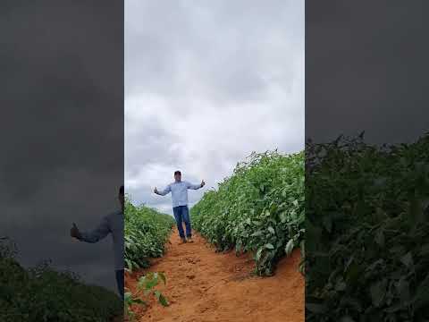 Tomate HM2798 muita