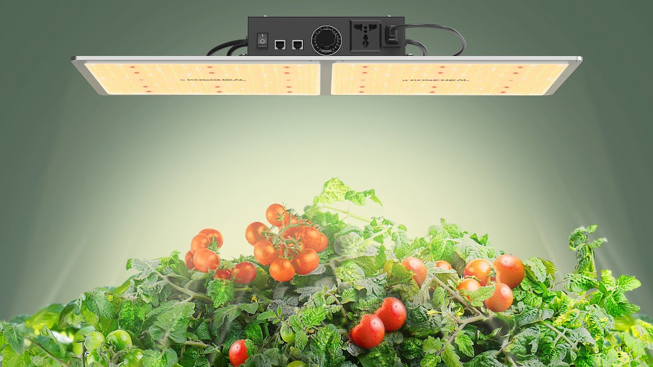 KS 2000 LED grow light out put 240W