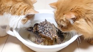 Cats & Crabs カニさんと猫【マンチカンズ】 by マンチカンズTV - Munchkins' TV - 9,099 views 3 years ago 3 minutes, 58 seconds