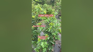 Cây Nguyệt quế Thái bông chùm đang hoa | 0386569374 - Ngọc Ngân Bến Tre | Chuyên cây độc lạ