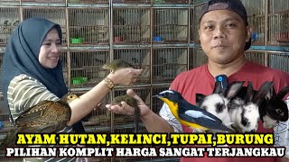 SIDAK HARGA AYAM HUTAN,BURUNG,KELINCI,TUPAI DIKIOS KANG UMAR WAHID PASAR BURUNG PRAMUKA HARI INI