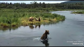 Bear 503 and 719 family RW Brooks Falls 2020 07 05