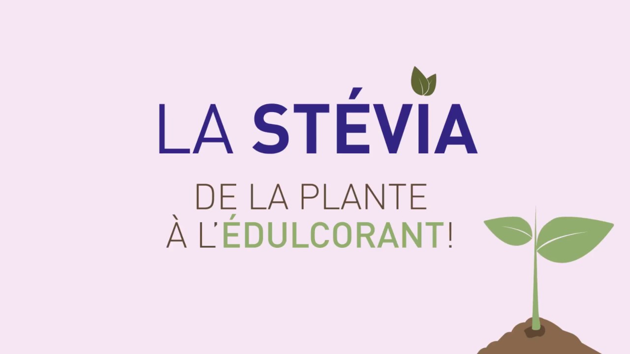 Stevia de la plante à l'édulcorant