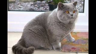 Fat cat lady