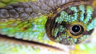 Chameleon Macro by Thiago Oliveira 3,783 views 7 years ago 2 minutes, 39 seconds