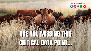 The Value of Weighing Cattle