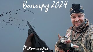 ОХОТА НА ГУСЯ 2024. 🔥🔥🔥Гусиная песня в Волгоградских степях. Шалаш посреди лимана отработал на все 💯