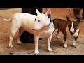 Bull Terrier vs Miniature Bull Terrier の動画、YouTube動画。