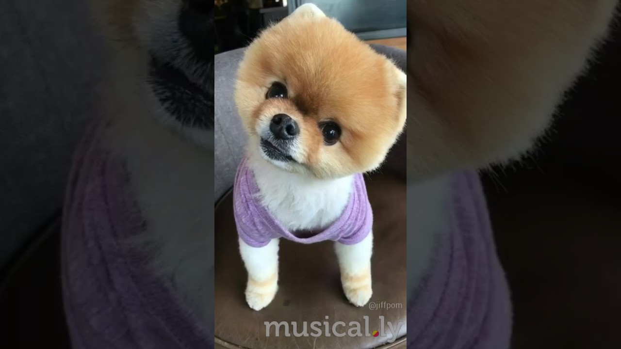 Musically the dog 🐶 - YouTube