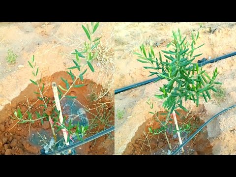 تعلم بناء هيكل صحيح لشجرة الزيتون الصغيرة طريقة تقليم شجرة الزيتون الصغيرة