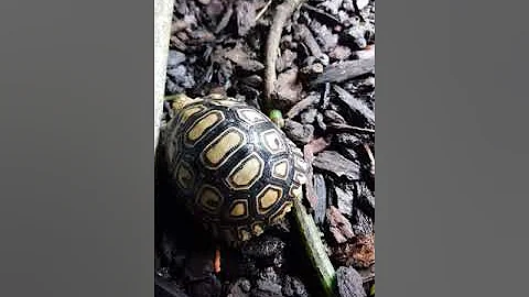 Baby leopard tortoises - optimal environmental con...