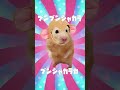 HamPacino Kintaro Candy #さるパチーノ #short #hampacino #mikuhatsune #hamsters #ハムパチーノ