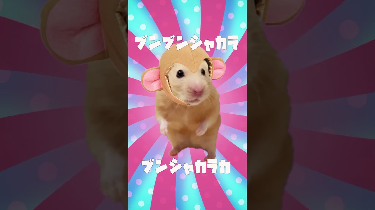 HamPacino Kintaro Candy #さるパチーノ #short #hampacino