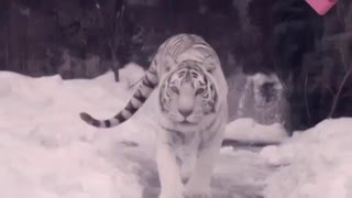 Мистические истории | Тайны животного мира Мистические истории | Тайны животного мира