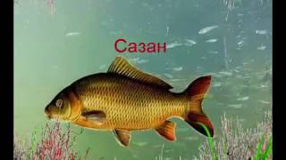 Речковая рыба! Учим рыбку разпознавать!!! Речковая рыба! Учим рыбку разпознавать!!!