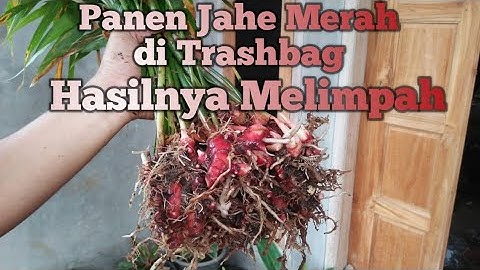 Panen Jahe Merah di Trashbag