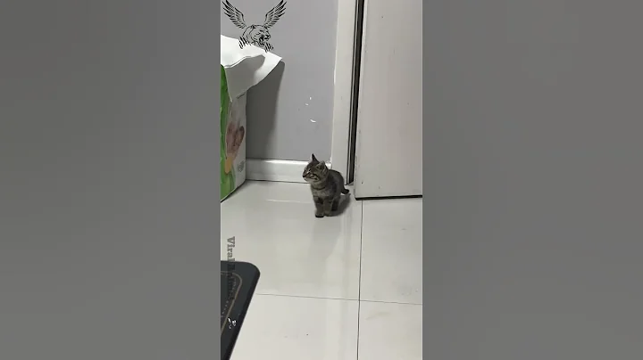 Watch the video about I Brought Home a Cute Cat But Something Was VERY Wrong 🙄 #short