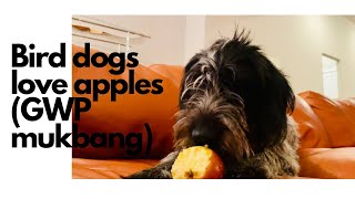 Family German Wirehaired Pointer Hilda eating an apple listening to origin stories by Barton Outfitters 35 views 2 months ago 2 minutes, 20 seconds