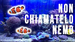 NON CHIAMATELO NEMO!!!! Acquario 300 Litri Pagliaccetti con anemone  - 300 Liters Tank Clownfish