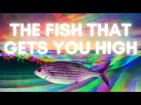 The Fish That Gets You High | Salema Porgy (Sarpa Salpa)