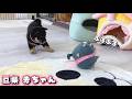 【豆柴犬】可愛いお姫がブルブルロボと対面!1番テンションが上がったのはあの子でした“赤ちゃんと癒し”まめしば亭ブログvlog