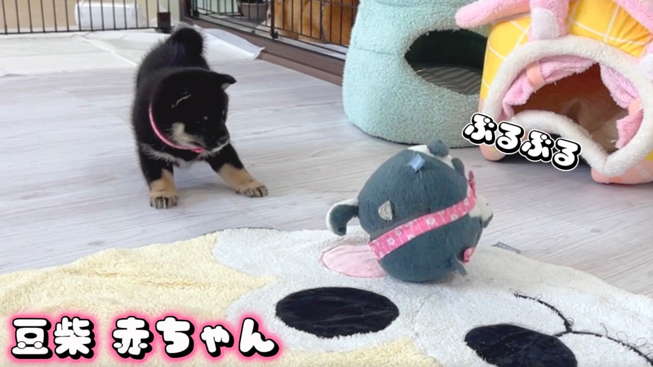 【豆柴犬】可愛いお姫がブルブルロボと対面!1番テンションが上がったのはあの子でした“赤ちゃんと癒し”まめしば亭ブログvlog