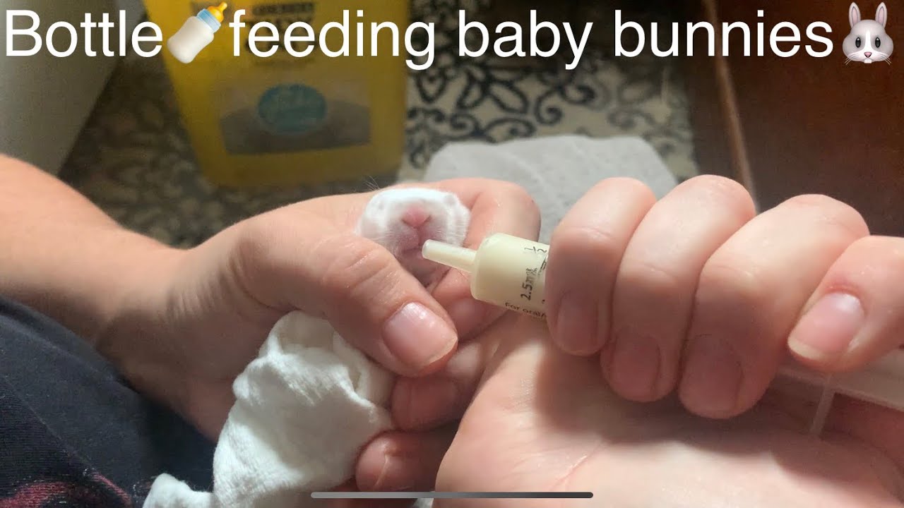 Bottle feeding baby bunnies!! YouTube