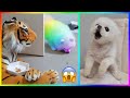 Tik Tok Chó Phốc Sóc Mini 😍 New Funny and Cute Pomeranian 🐕 #458