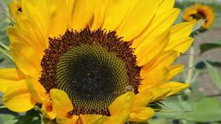 Bee   Sunflower   Royalty Free Stock Footage