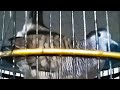 Suara Perkutut Ketek Dobel Cocok Buat Masteran Kutut Yg Males Manggung Mp3 - Mp4 Download