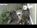 母猫の威嚇！シャーシャー！子猫と祖母猫を守ろうとする雌猫