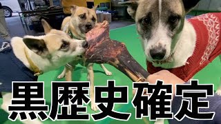 保護犬に手作りおやつを作るつもりが料理が下手すぎてドン引きの内容に