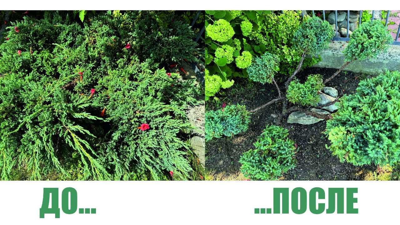 Стрижка можжевельника чешуйчатого Блю Карпет | Juniperus squamata Blue Carpet