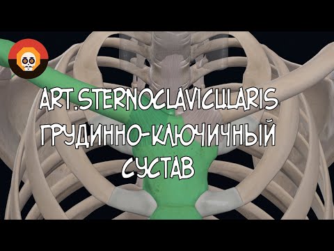 Грудинно-ключичный сустав (art.sternoclavicularis) 3D Анатомия