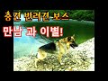 반려견 세퍼트 보스와 만남에서 이별까지!! 안녕!!