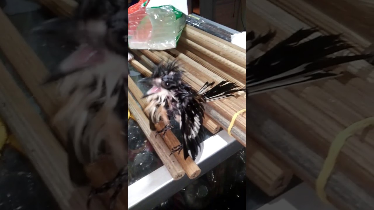 Cara Menghilangkan Kutu Pada Burung Pentet YouTube