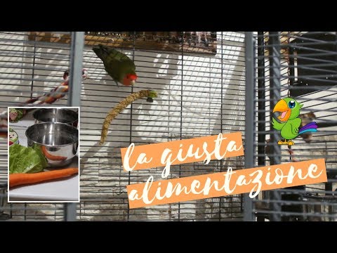 Video: Il mio cucciolo è annoiato o stanco?