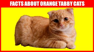 8 Facts About Orange Tabby Cats You Probably Didn't Know by CatTube 19 views 1 year ago 2 minutes, 57 seconds