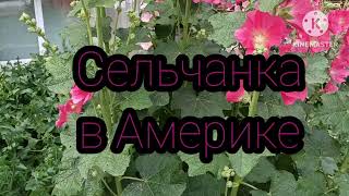 Сельчанка в Америке.Живут припеваючи.Никто? не работает?