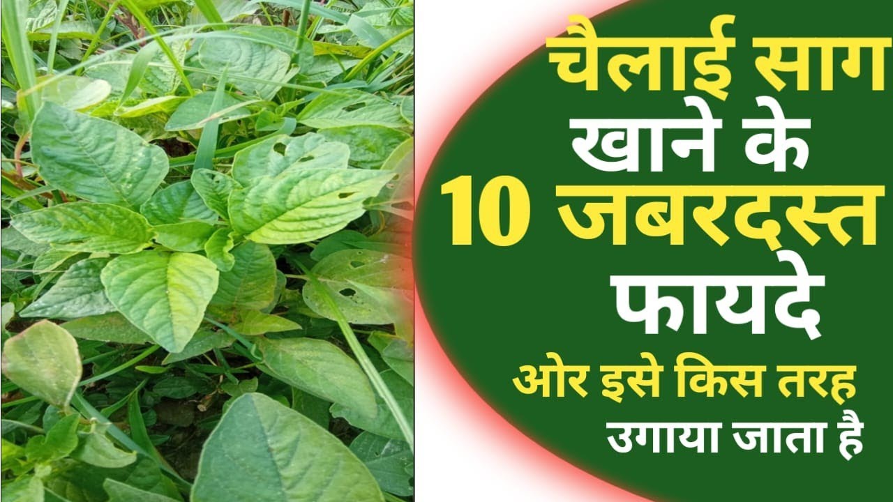 cholai sag khane ka 10 new fayde. (ise kis tarah ugaya jata hai). saag