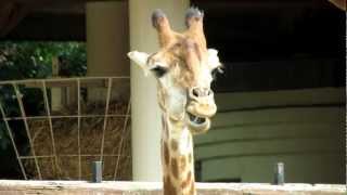 Жираф южноафриканский. The Giraffe. Moscow Zoo. Жираф южноафриканский. The Giraffe. Moscow Zoo.