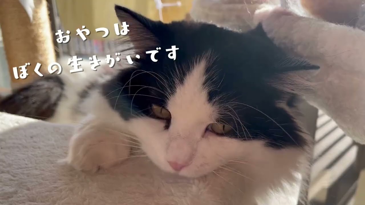 【おやつタイムでダイエット！？】色々なところに隠されたおやつを探す愛猫がかわいい♡｜ハチワレ猫｜ラグドール✖️マンチカンの男の子