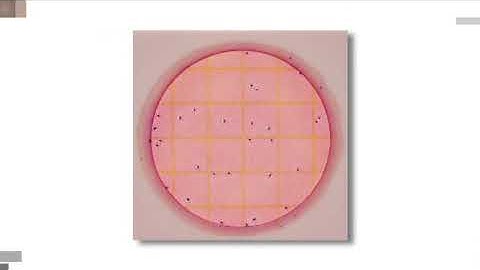 3M Petrifilm E coli Coliform Count Plate