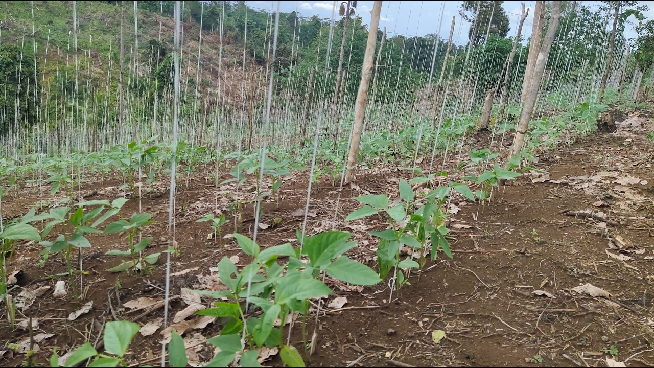 Sharing about High Value Cash Crops - YouTube
