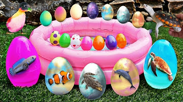 Bắt cá cảnh dễ thương, cái rổ thần kì chui ra các con vật, thỏ, vịt, ếch, rùa, cá koi #6