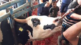 ذبح عجول #قطاع غزه # 2020 نرجو الاشتراك في القناه 2020Calves slaughtered