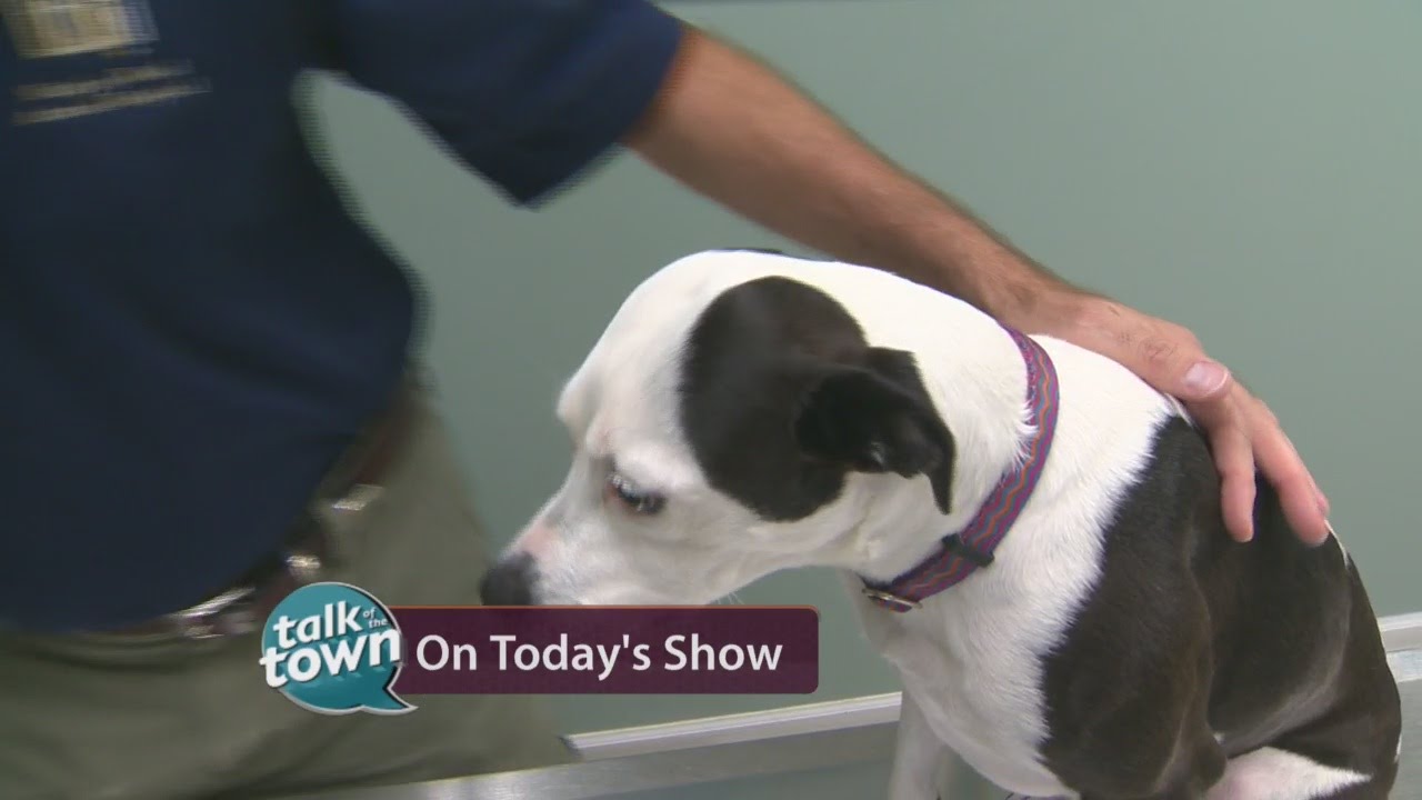 Symptoms & Treatment for Diabetes in Pets