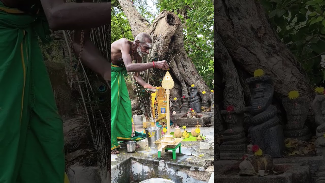 தைப்பூச திருவிழா #trending #today #tamil #sharing #sharing #nellaimohan