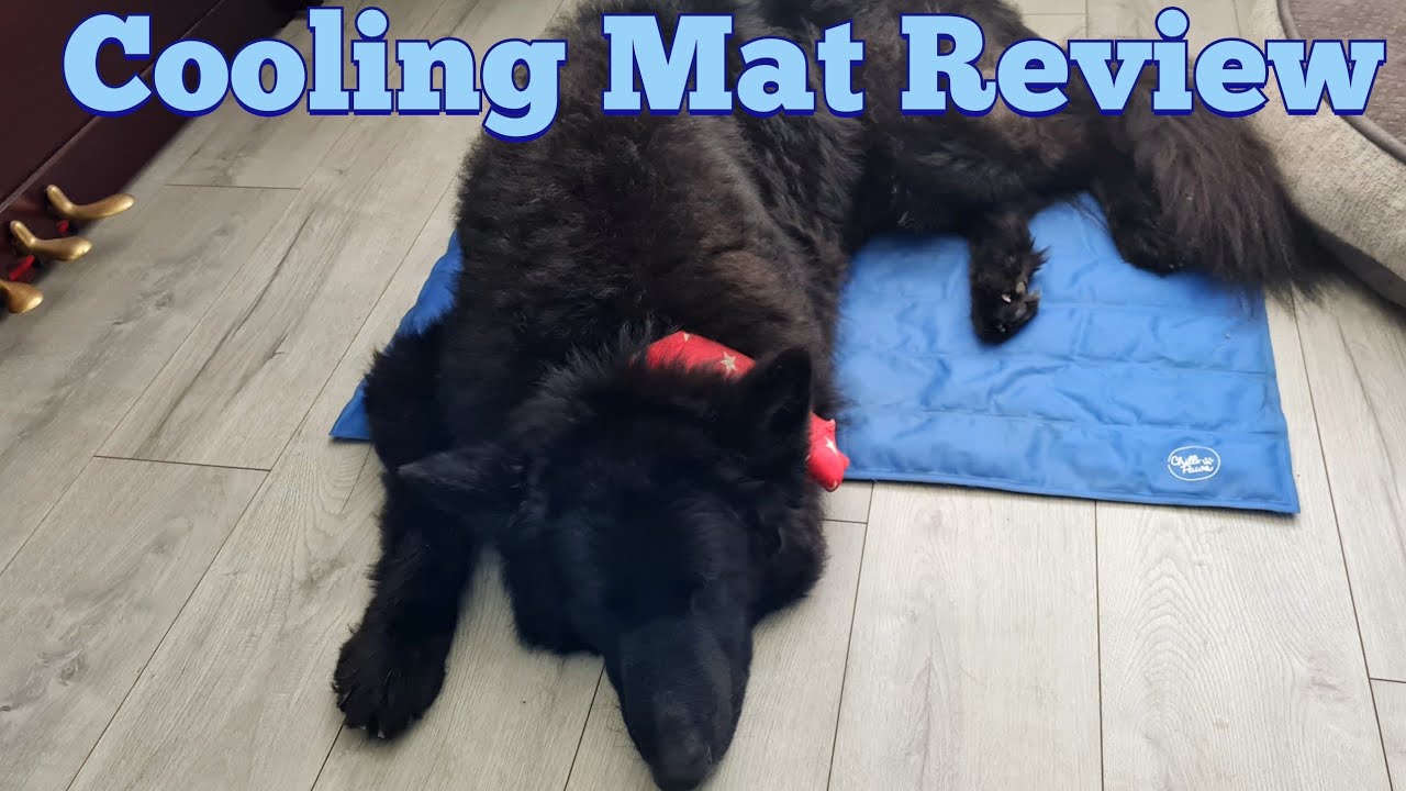 B&M Cooling Gel Mat Review German Shepherd YouTube